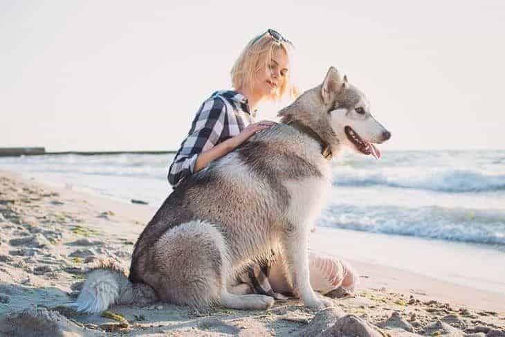 golden retriever husky mix breed