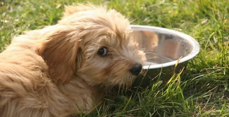 how long can a dog go without water