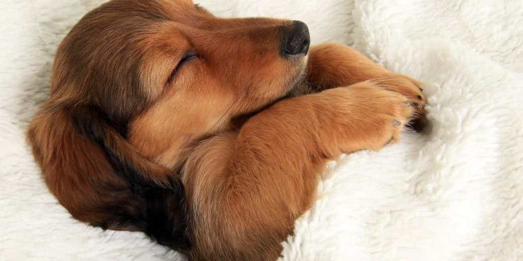 How Much Do Puppies Sleep At 8 Weeks PUPPYFAQS