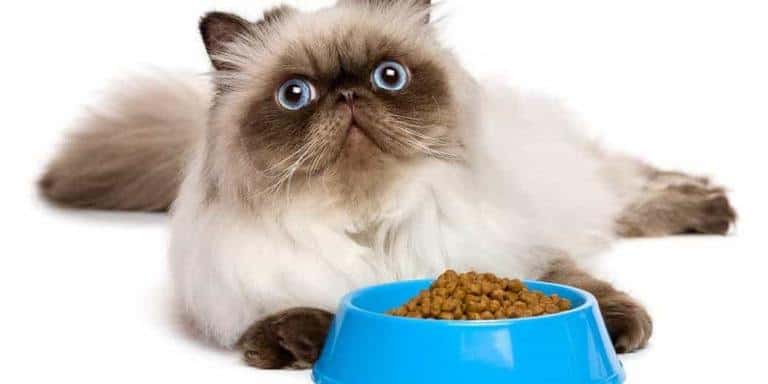 how to fatten up a cat