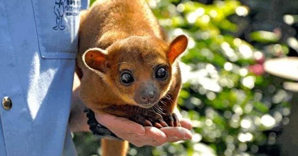 14 Strange Animals You Can Keep As Pets PUPPYFAQS 14-strange-animals-you-can-keep-as-pets-puppyfaqs