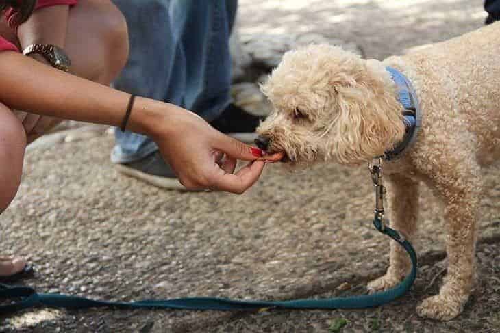 giving treat to puppy