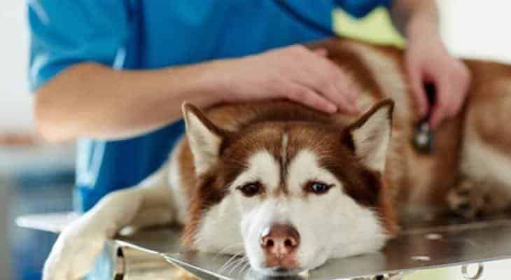 sick-dog-with-vet-1 sick dog with vet