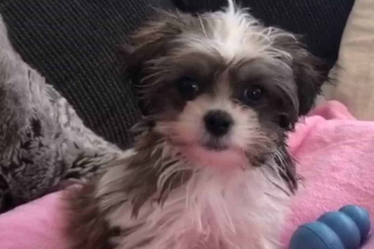 Can Puppies Leave Mother At 6 Weeks [Ultimate Guide] PUPPYFAQS