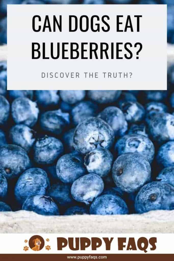 Can Dogs Eat Blueberries? PUPPYFAQS
