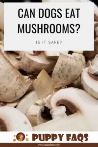 Can Dogs Eat Mushrooms? | PUPPYFAQS