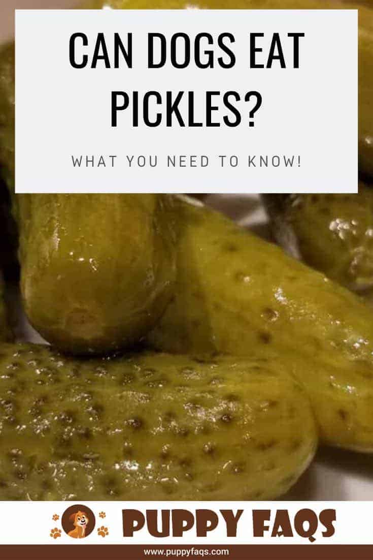 Can-Dogs-Eat-Pickles-pin can dogs eat pickles?