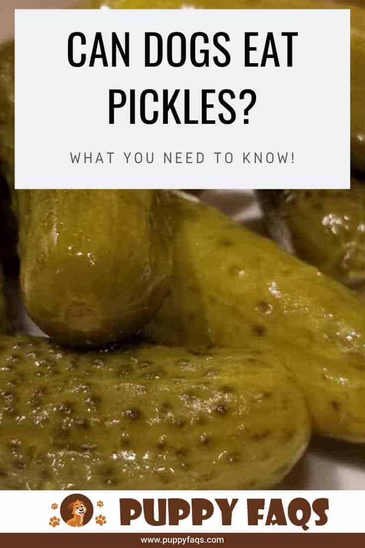 can dogs eat pickles?