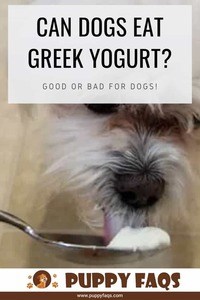 Can Dogs Eat Greek Yogurt? | PUPPYFAQS