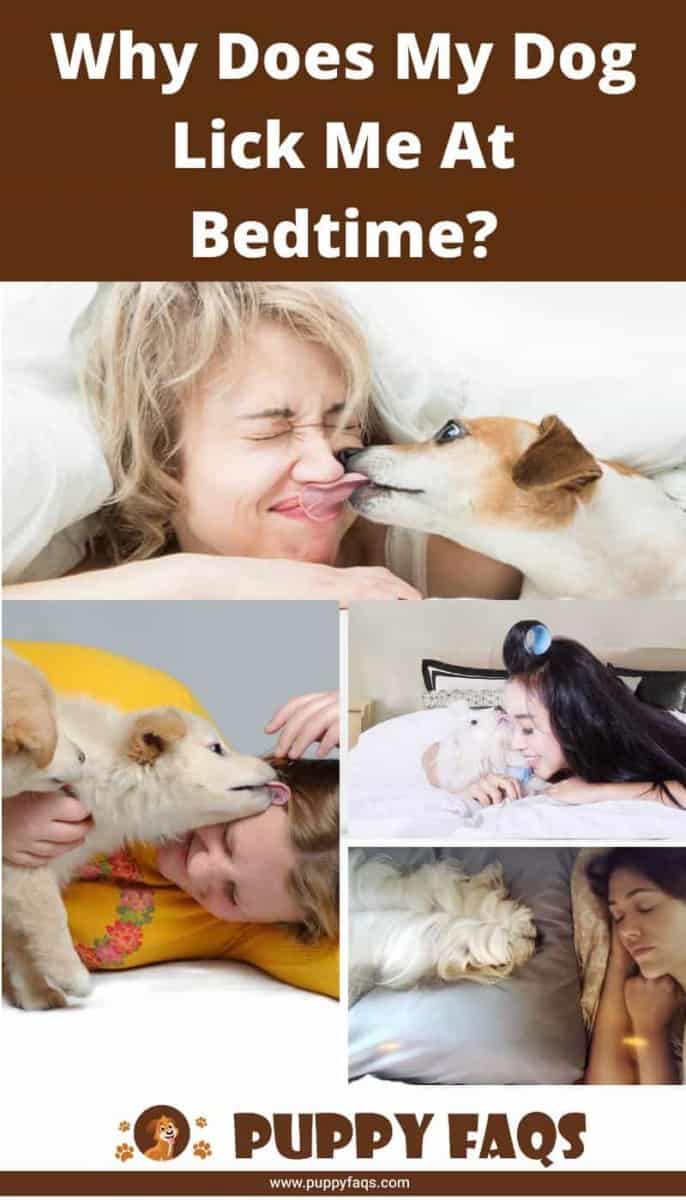 Why Does My Dog Lick Me At Bedtime? PUPPYFAQS