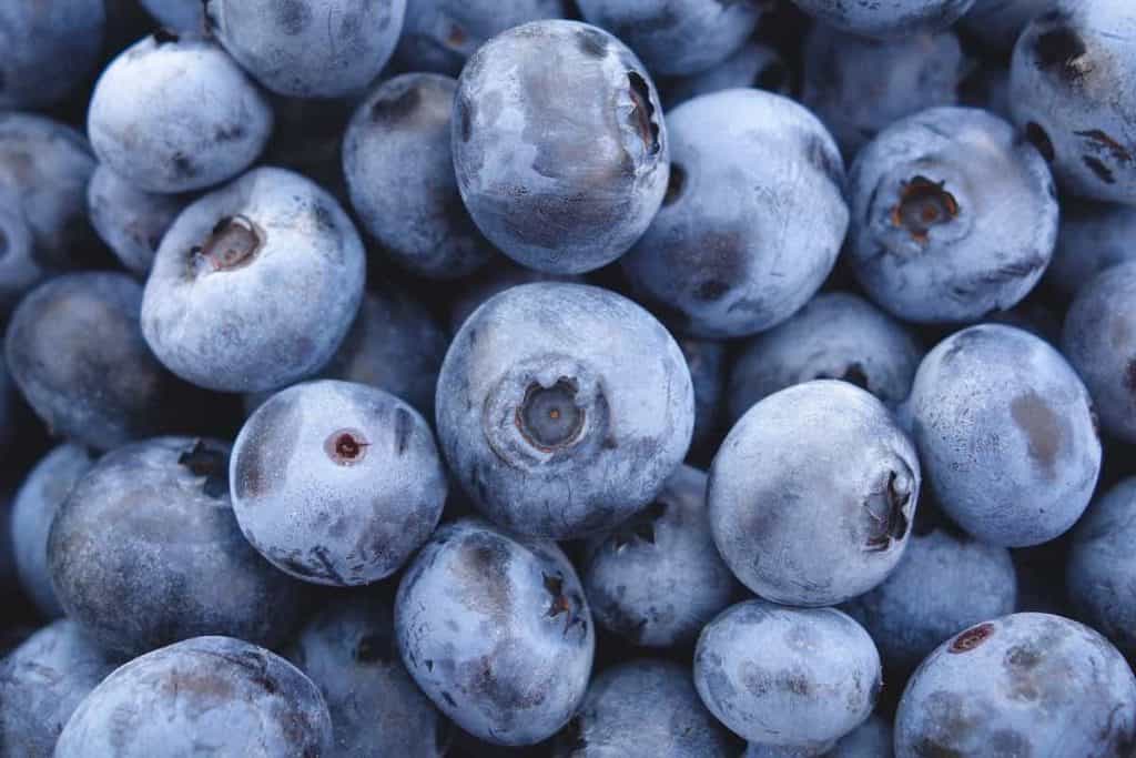 Can Dogs Eat Blueberries? PUPPYFAQS