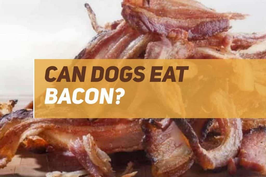 Can Dogs Eat Bacon? PUPPYFAQS