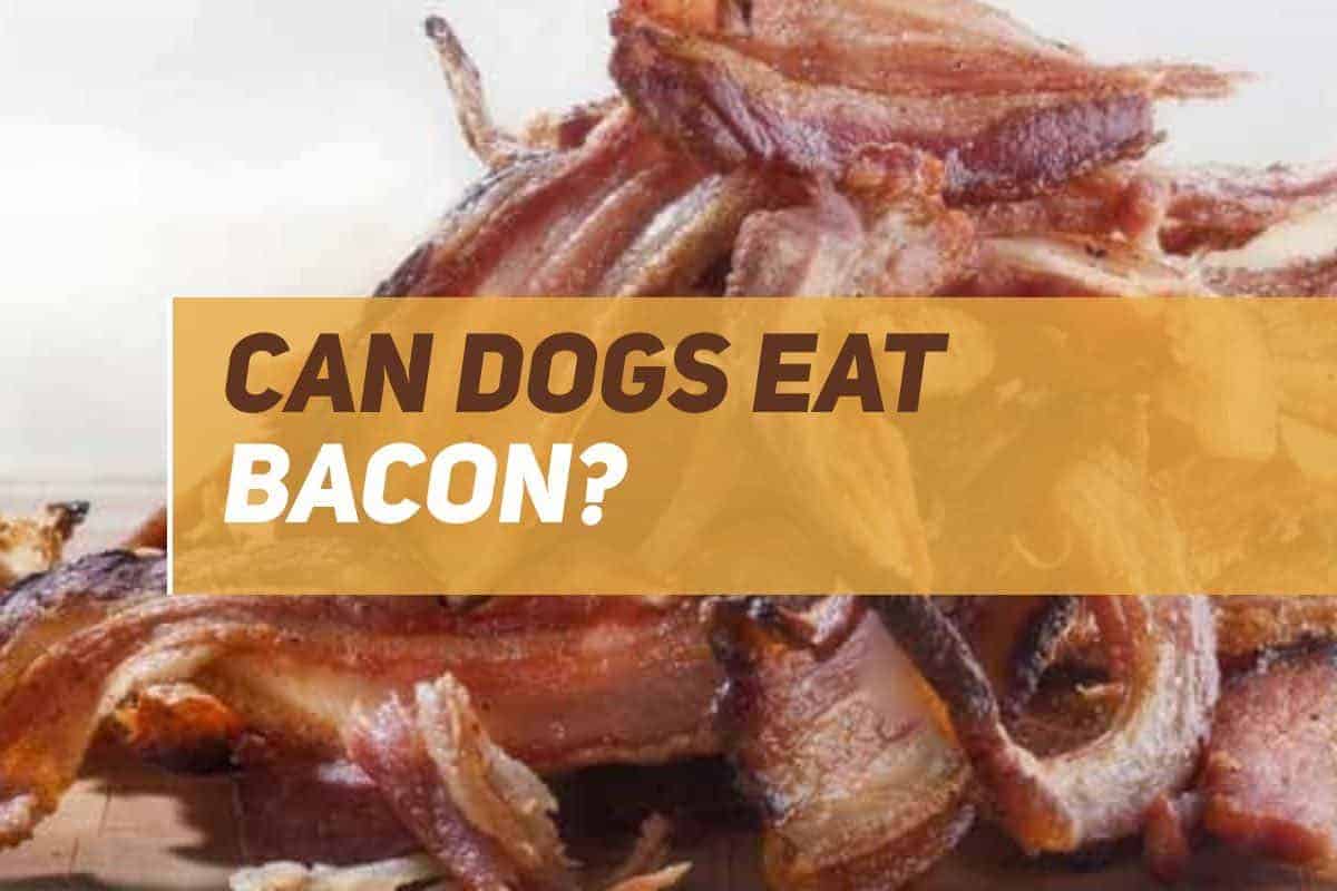 can dogs eat bacon