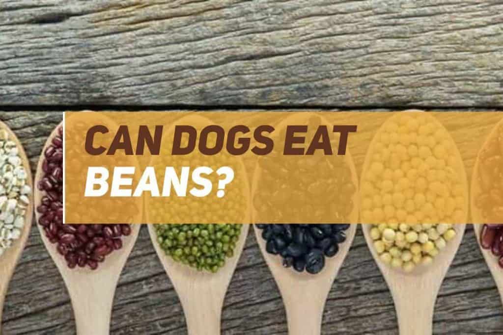 Can Dogs Eat Beans? PUPPYFAQS