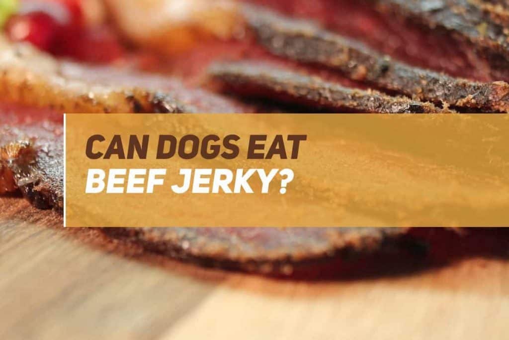 Can Dogs Eat Beef Jerky? PUPPYFAQS