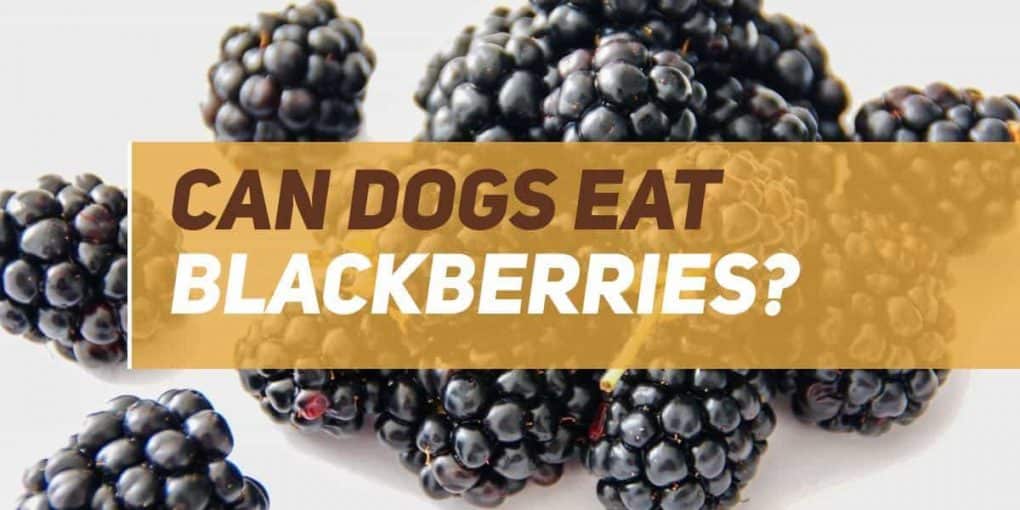 Can Dogs Eat Blackberries? PUPPYFAQS