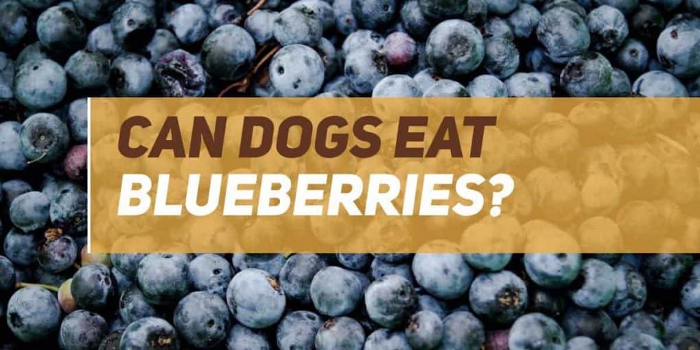 Can Dogs Eat Blueberries? PUPPYFAQS