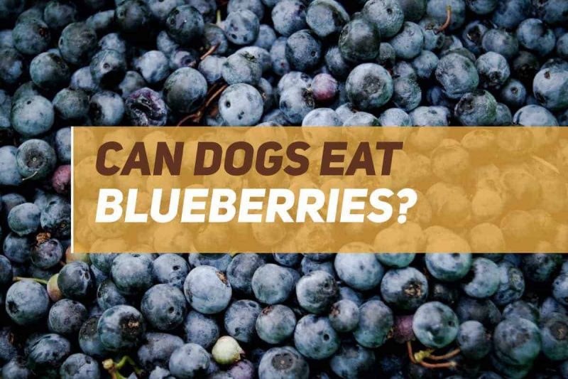 Can Dogs Eat Blueberries? PUPPYFAQS