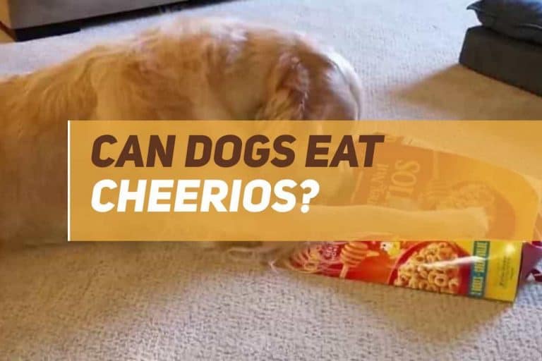 Can Dogs Eat Cheerios? PUPPYFAQS