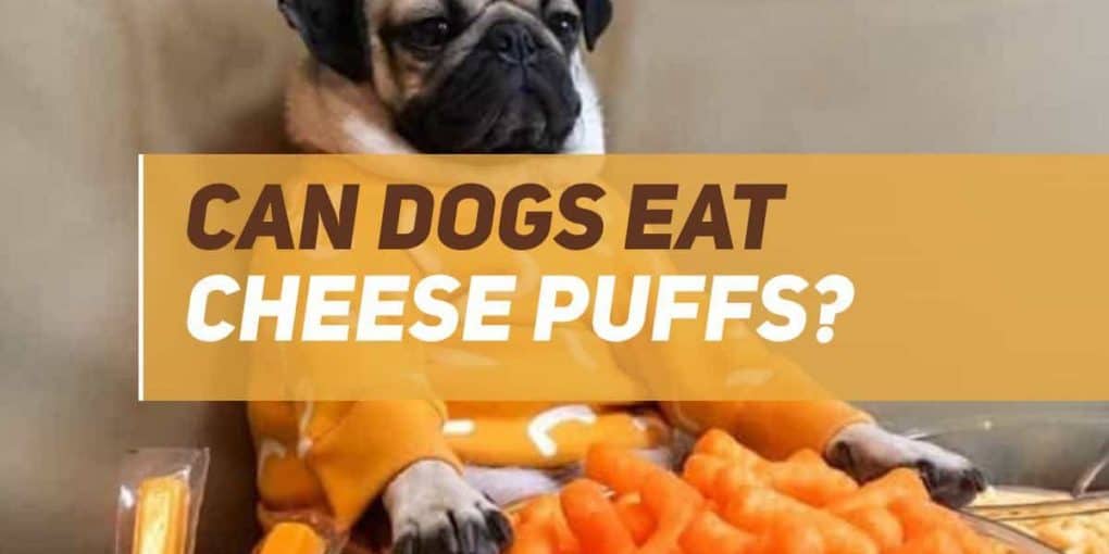 Can Dogs Eat Cheese Puffs? [Cheetos] | PUPPYFAQS