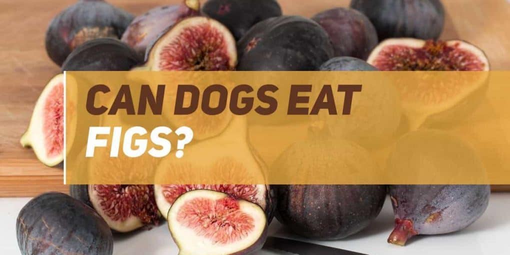 Can Dogs Eat Figs? PUPPYFAQS
