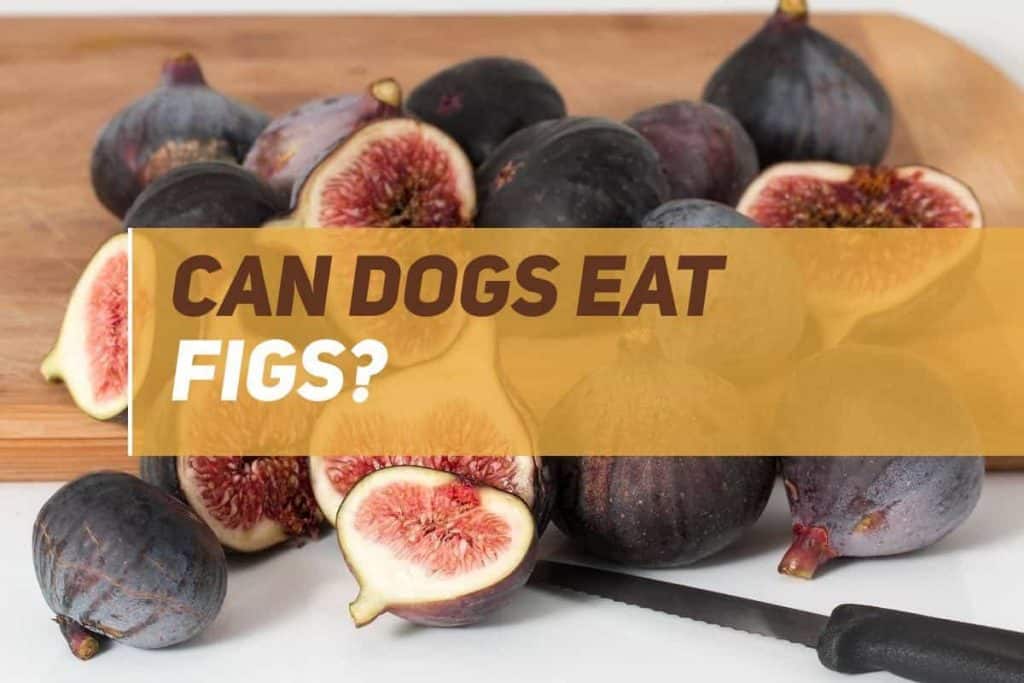 Can Dogs Eat Figs? PUPPYFAQS