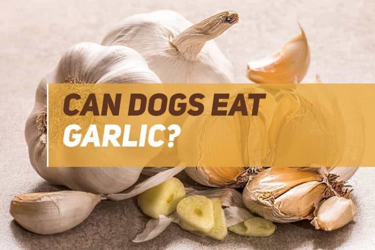 Can Dogs Eat Garlic? PUPPYFAQS