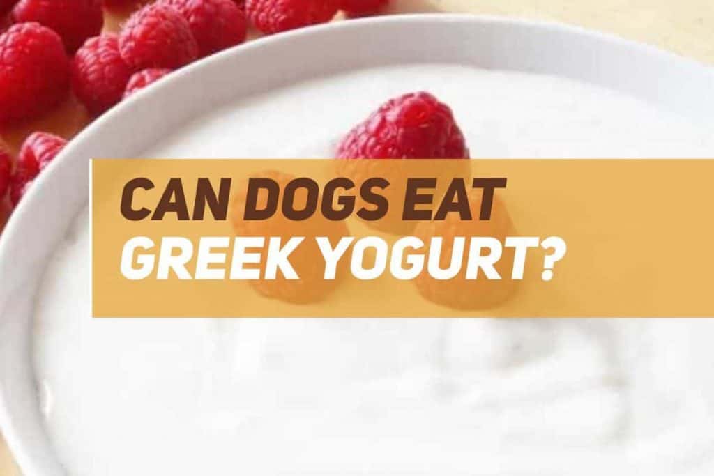Can Dogs Eat Greek Yogurt? PUPPYFAQS