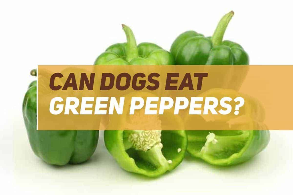 can dogs eat green peppers