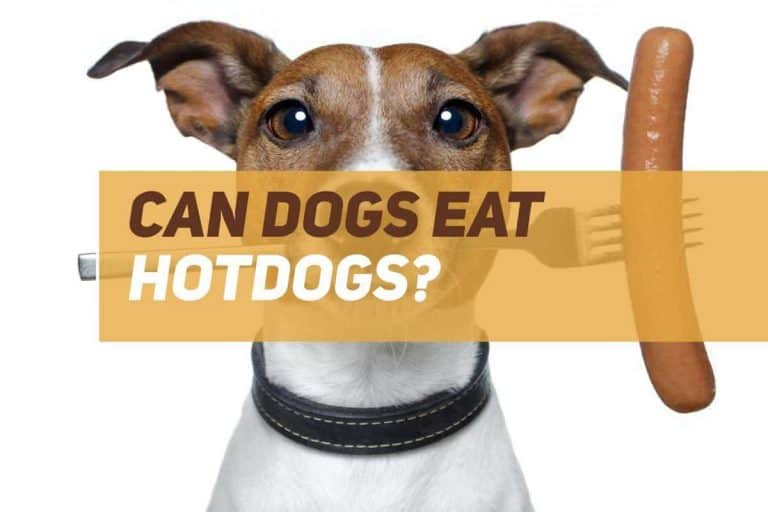 Can Dogs Eat Hotdogs? PUPPYFAQS