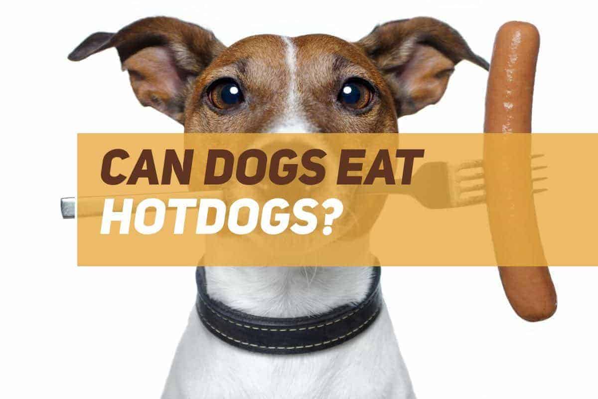 can dogs eat hotdogs