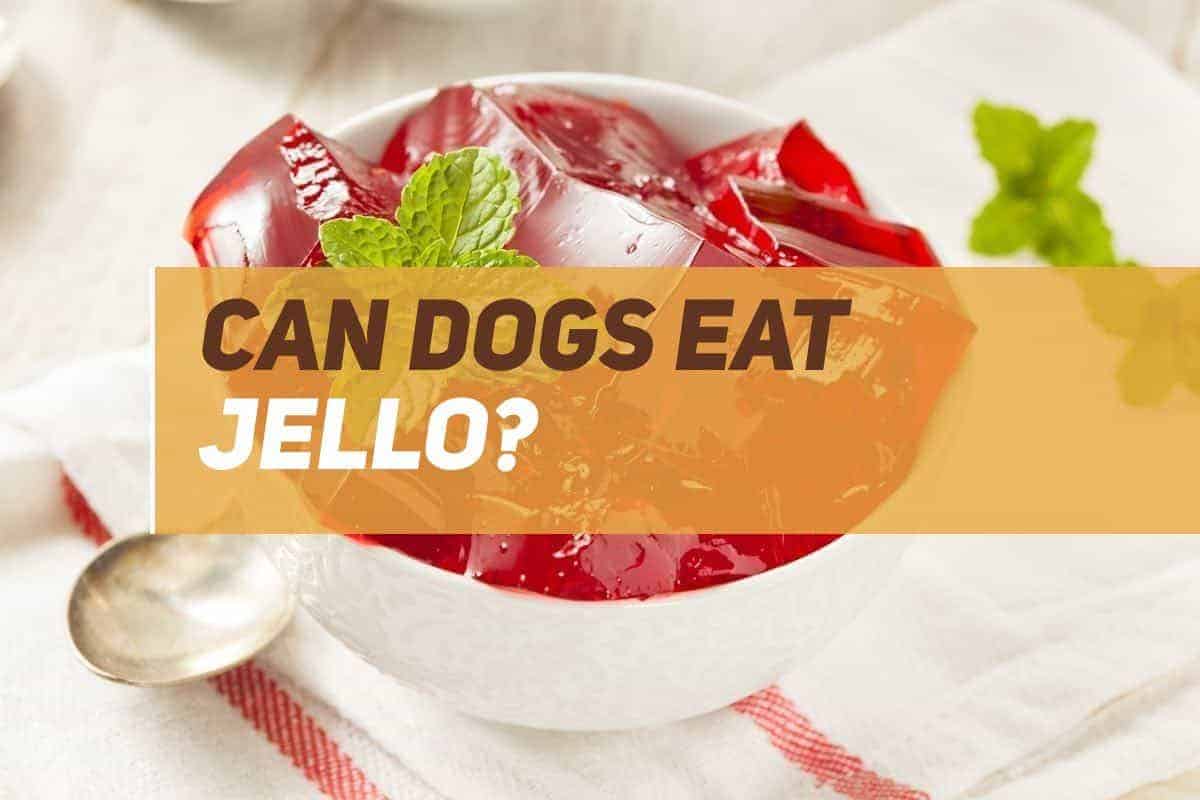 can dogs eat jello