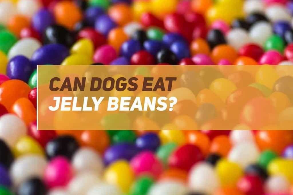Can Dogs Eat Jelly Beans? PUPPYFAQS