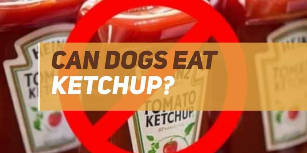 Can Dogs Eat Ketchup? | PUPPYFAQS