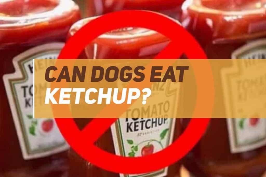 Can Dogs Eat Ketchup? PUPPYFAQS