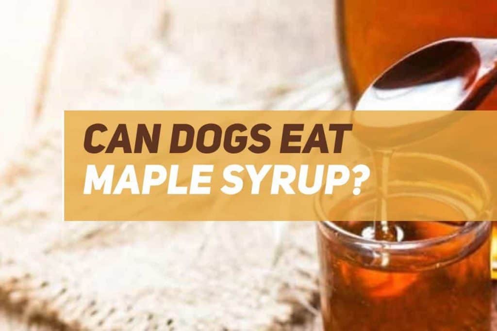Can Dogs Eat Maple Syrup? PUPPYFAQS