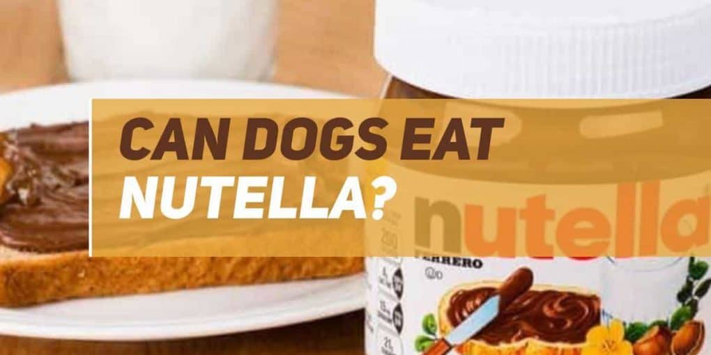 Can Dogs Eat Nutella? PUPPYFAQS