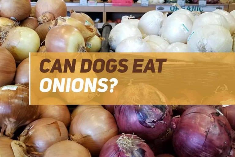 Can Dogs Eat Onions? PUPPYFAQS