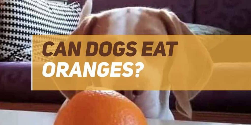 Can Dogs Eat Oranges? PUPPYFAQS