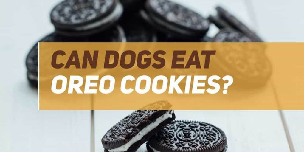 Can Dogs Eat Oreos? PUPPYFAQS