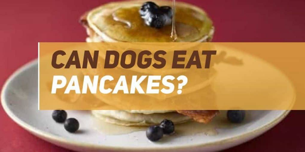 Can Dogs Eat Pancakes? PUPPYFAQS