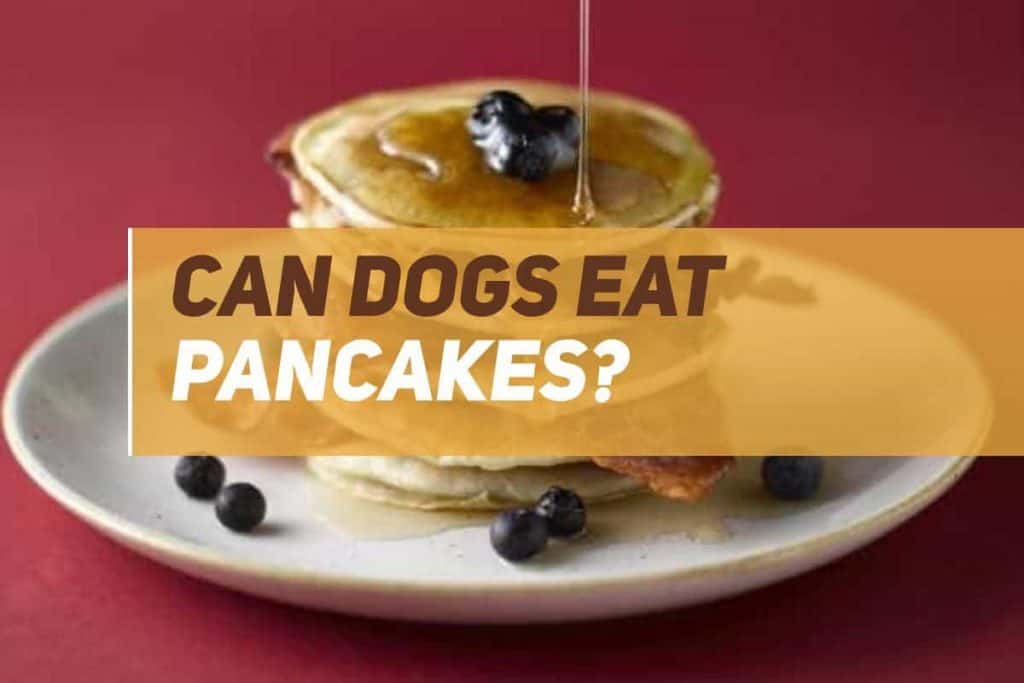 Can Dogs Eat Pancakes? PUPPYFAQS