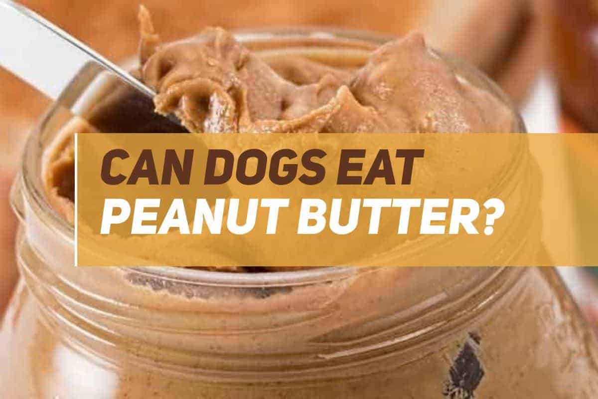 can dogs eat peanut butter