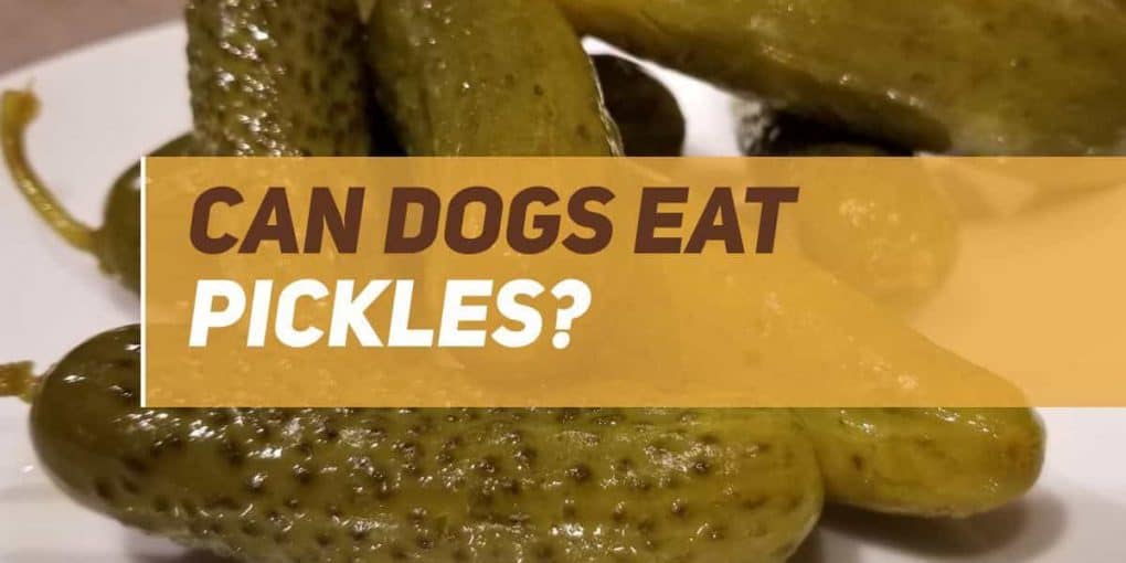 Can Dogs Eat Pickles? PUPPYFAQS