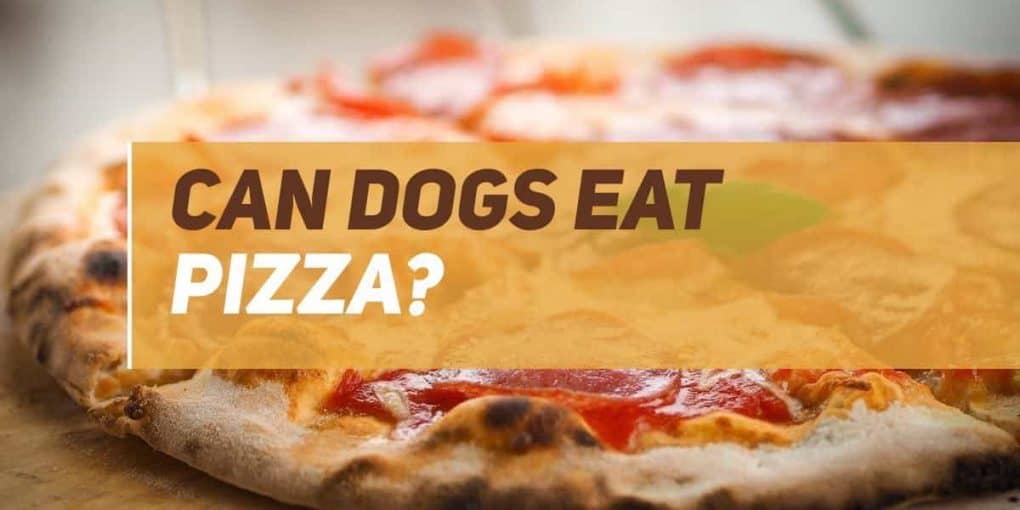 can puppies eat pizza