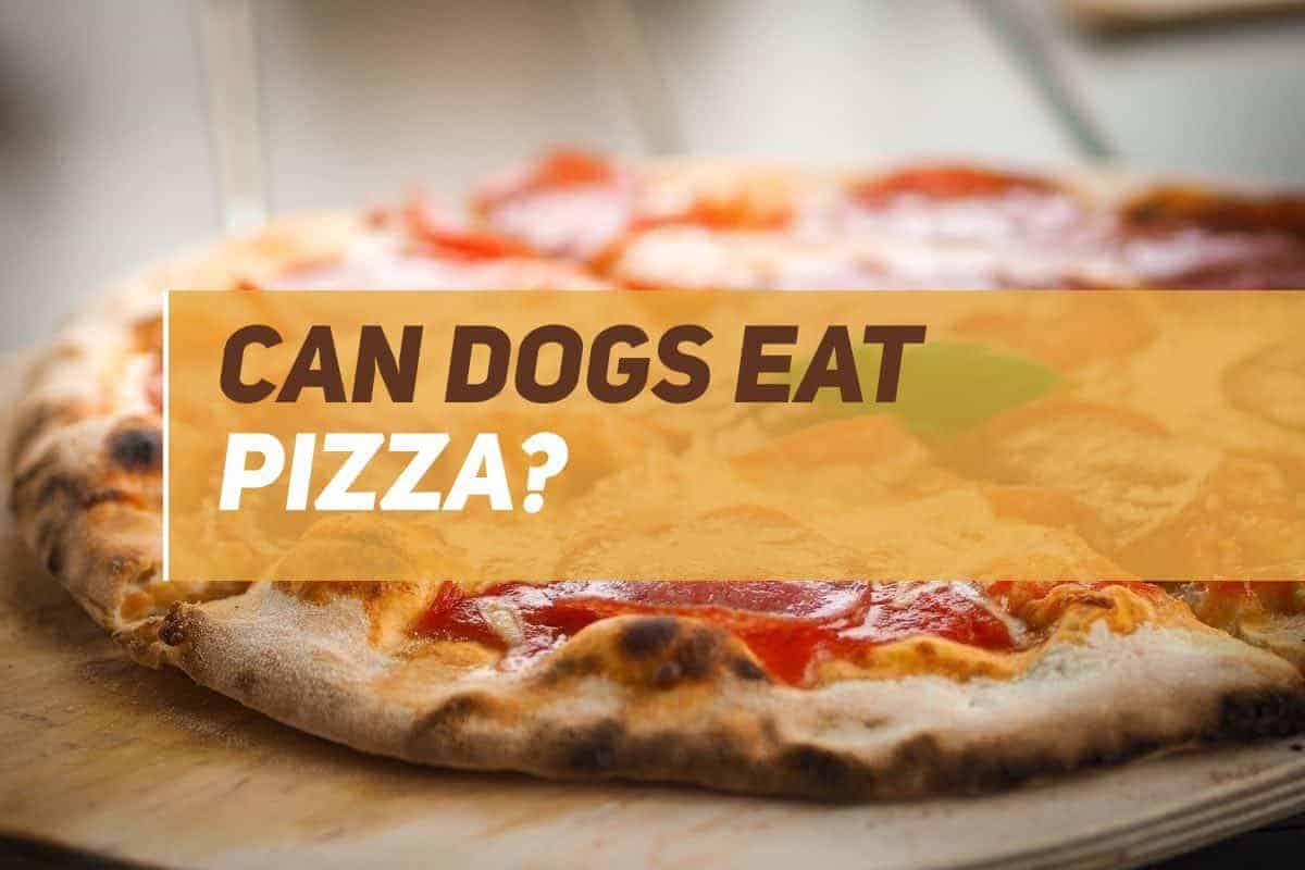 can dogs eat pizza