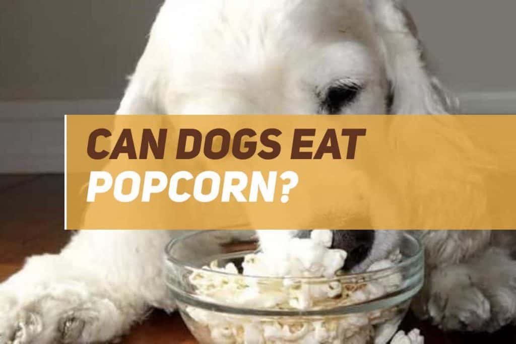 Can Dogs Eat Popcorn? PUPPYFAQS