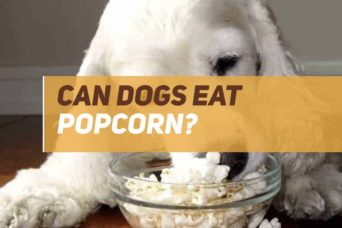 Can Dogs Eat Popcorn? PUPPYFAQS