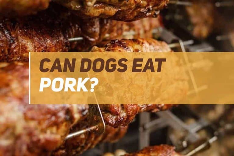 Can Dogs Eat Pork? PUPPYFAQS
