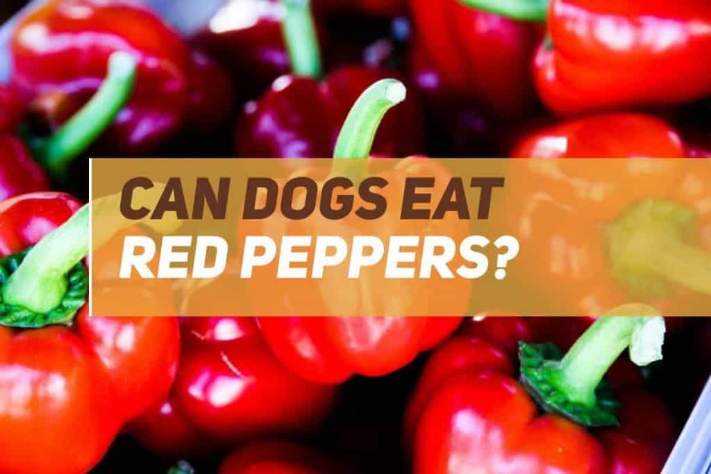 Can Dogs Eat Red Peppers? PUPPYFAQS
